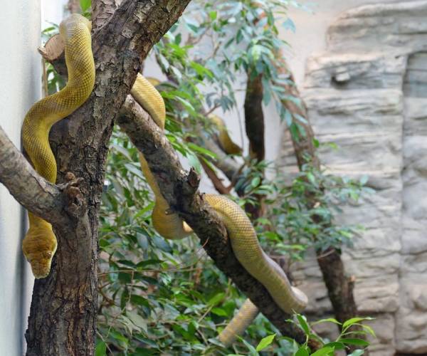 Frankfurter Zoo: Neues Paar der seltenen Seram-Pythons 