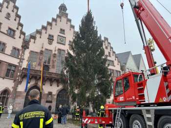 Der Weihnachtsbaum wird mit Hilfe des Feuerwehrkrans "Ilse" aufgestellt. © Feuerwehr Frankfurt